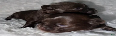 Snickers 