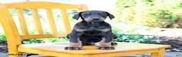 Doberman Pinscher dogs for sale: Tristan - Ad 5