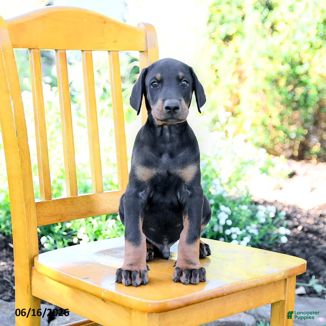 Doberman Pinscher dogs for sale: Tristan - Ad 5