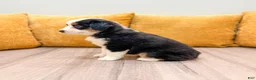 Miniature Australian Shepherd dogs for sale: Rose - Ad 5