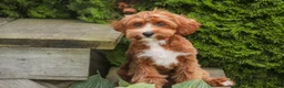Cavapoo dogs for sale: Harper - Ad 4