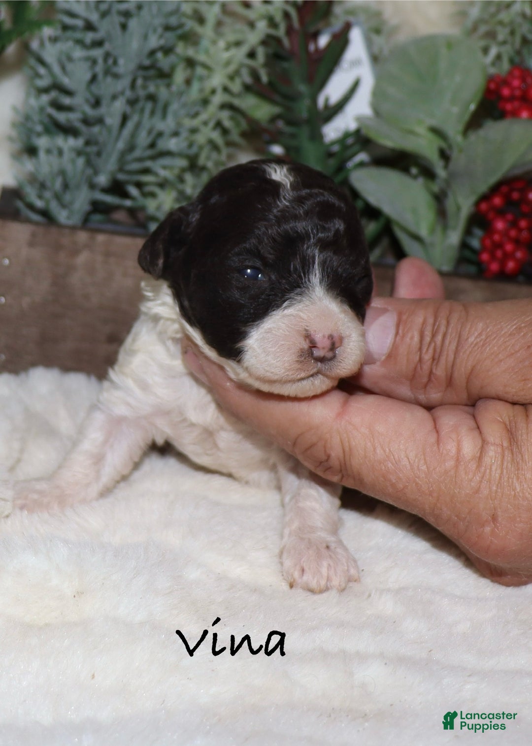 Toy Poodle dogs for sale: Vina - Ad 5