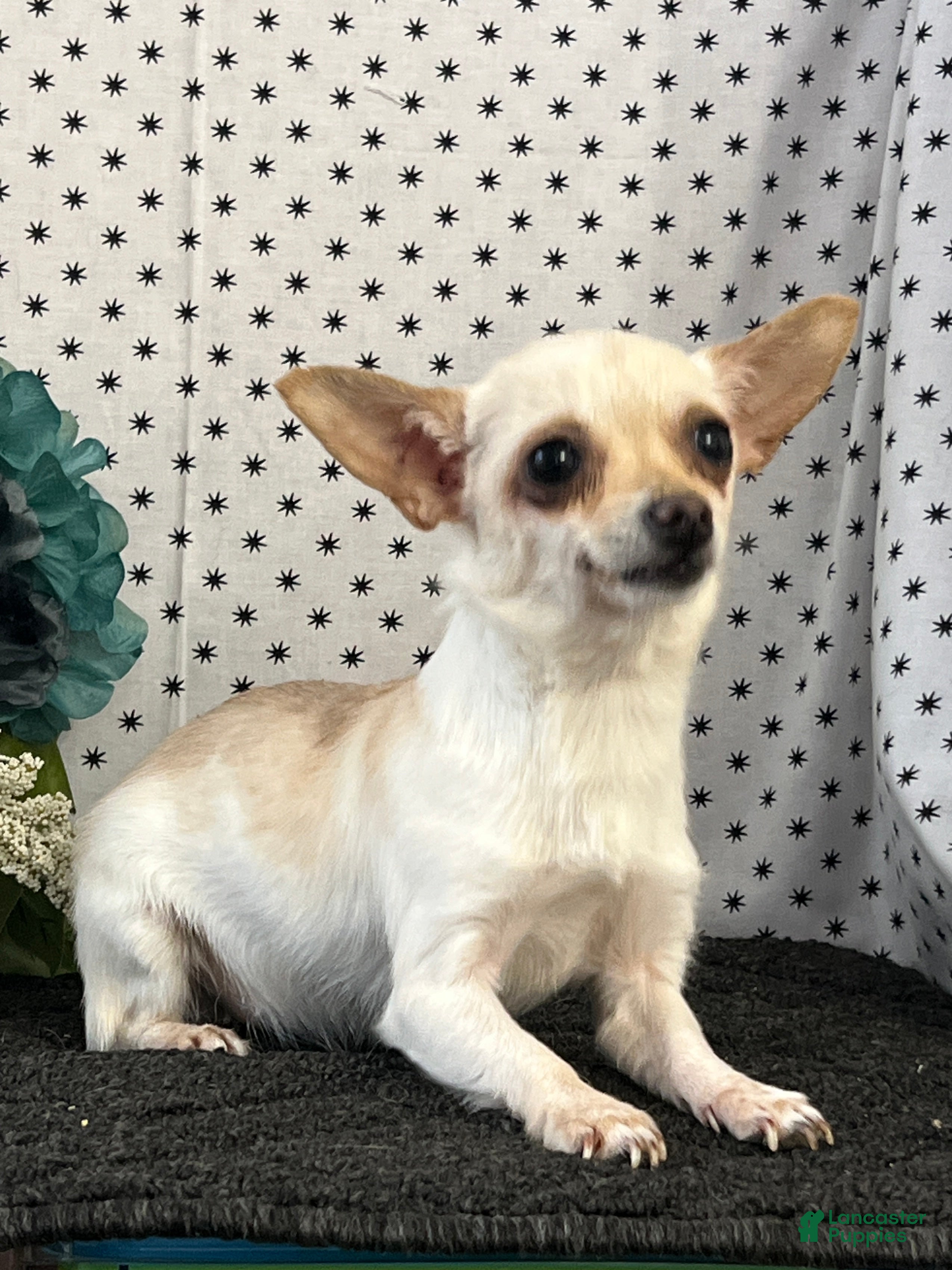 Chihuahua dogs Apple - Ad 41