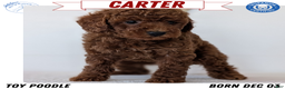 Toy Poodle dogs for sale: Carter - Ad 1