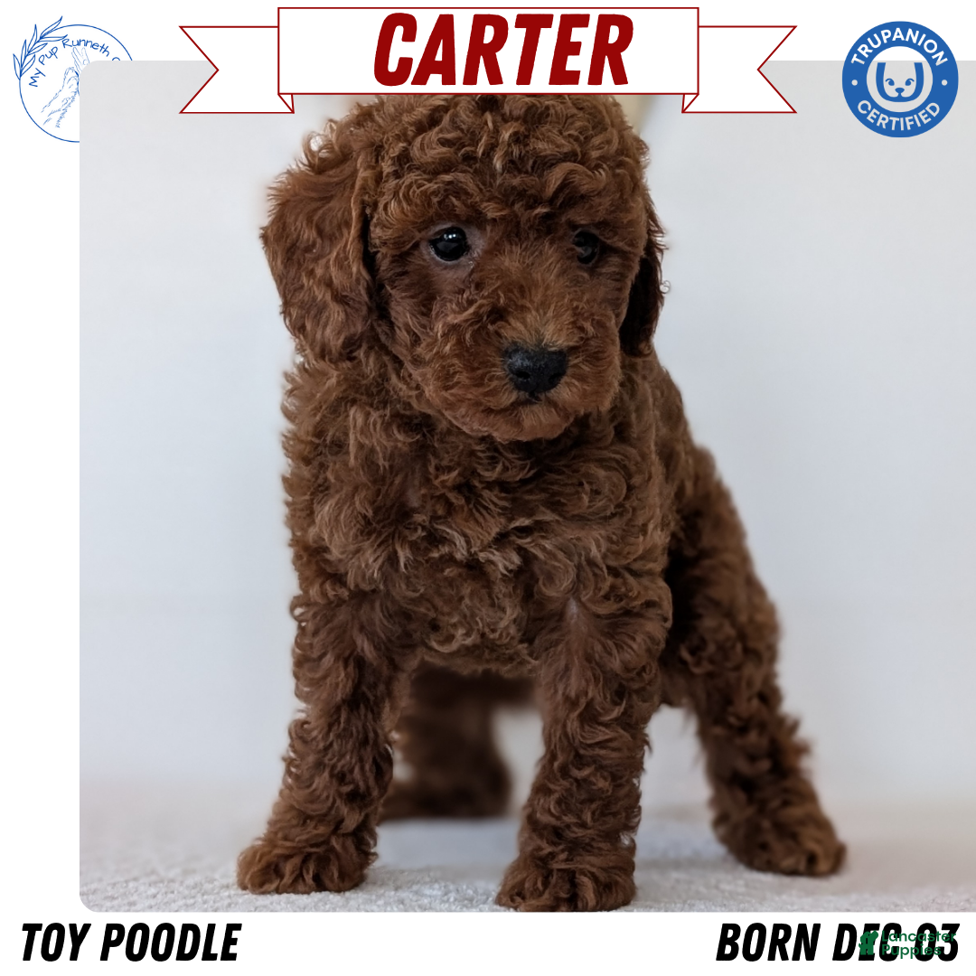 Toy Poodle dogs for sale: Carter - Ad 1