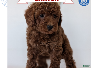 Toy Poodle dogs Carter - Ad 4