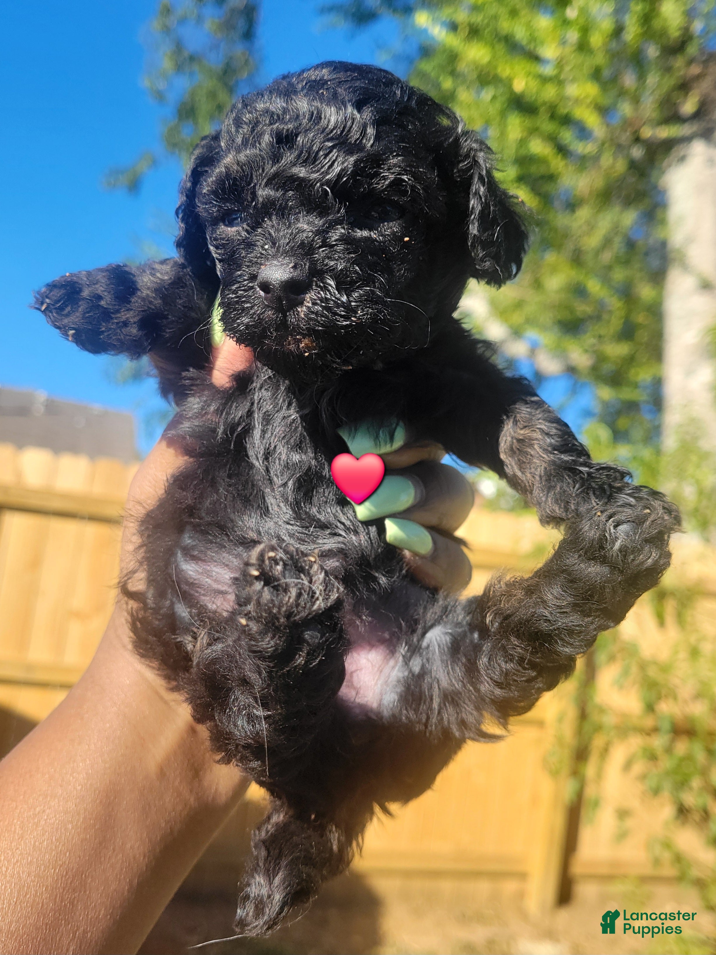 Toy Poodle dogs for sale: Toy Poodle 2 - Ad 2