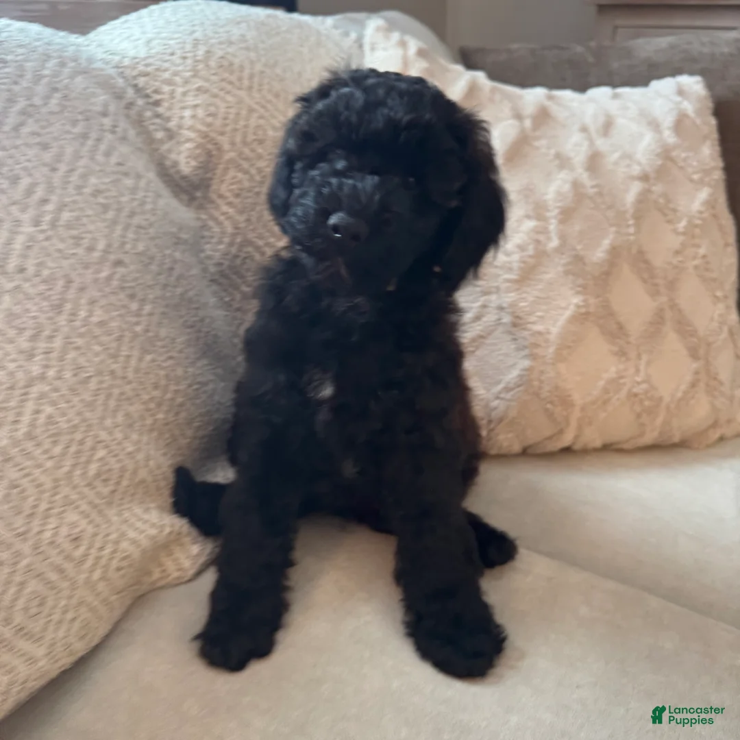 Mini Goldendoodle dogs for sale: Mini Goldendoodle Puppy 2 - Ad 18