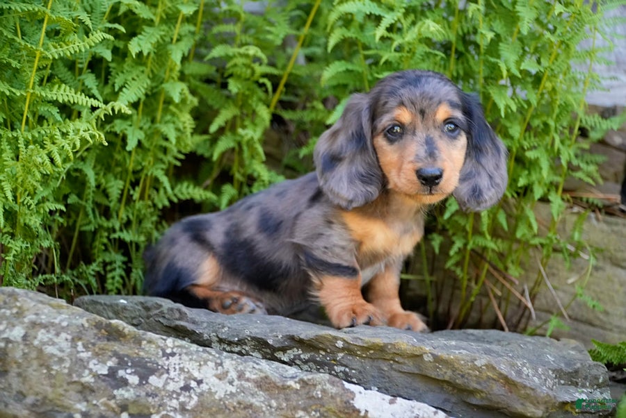 Miniature Dachshund dogs Jasper - Ad 1
