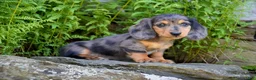 Miniature Dachshund dogs for sale: Jasper - Ad 1