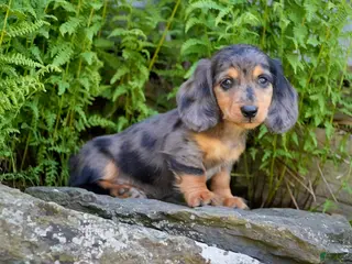 Miniature Dachshund dogs for sale: Jasper - Ad 2