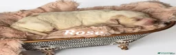 Mixed Breed dogs for sale: Rose - Ad 5