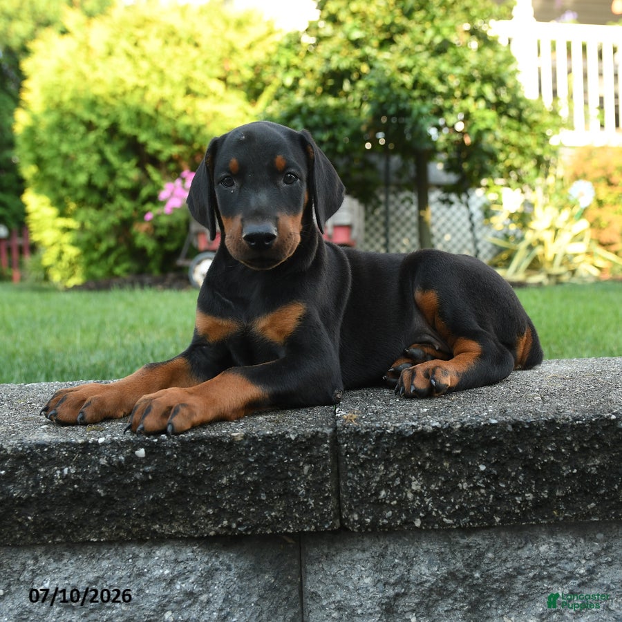 Doberman Pinscher dogs Ivy - Ad 2