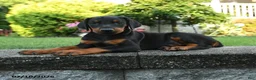 Doberman Pinscher dogs for sale: Ivy - Ad 2