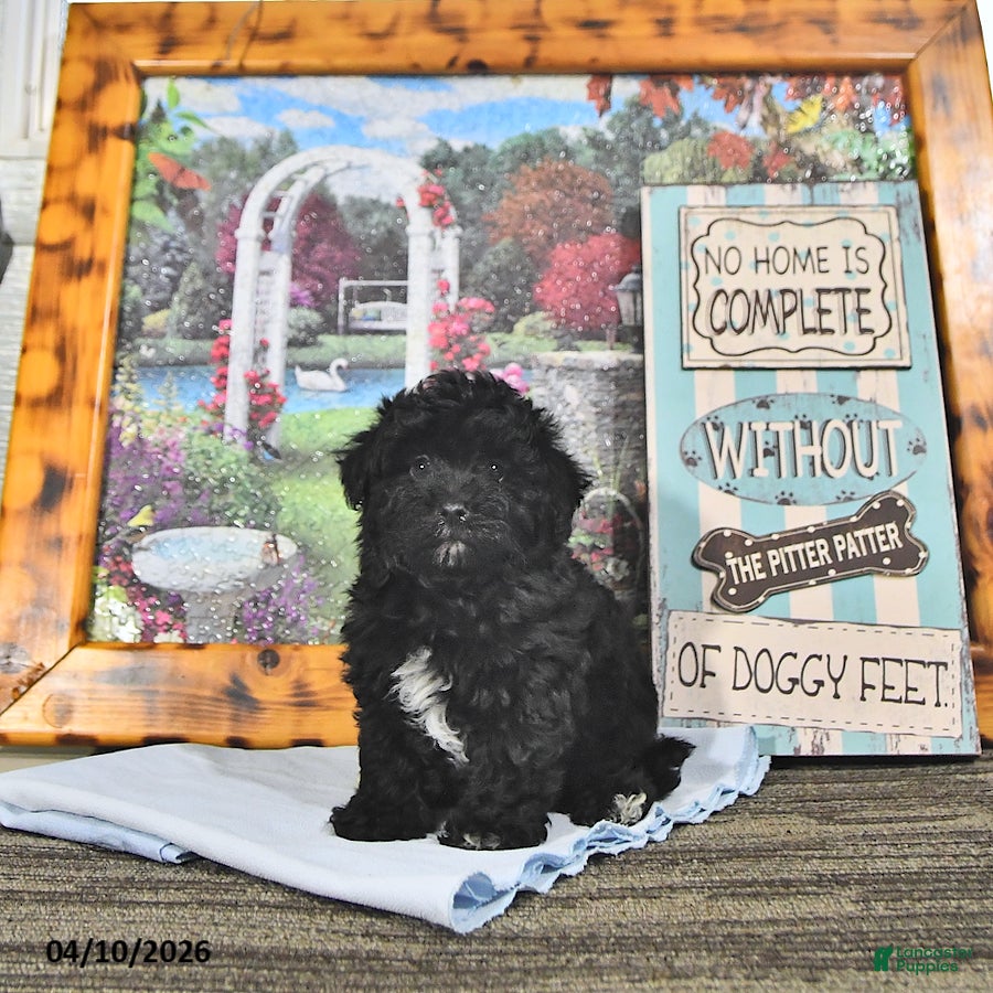 Maltipoo dogs Scout - Ad 2