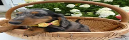 Miniature Dachshund dogs for sale: Miniature Dachshund 1 Sparky - Ad 5
