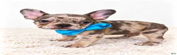 French Bulldog dogs for sale: Knox-AKC - Ad 2