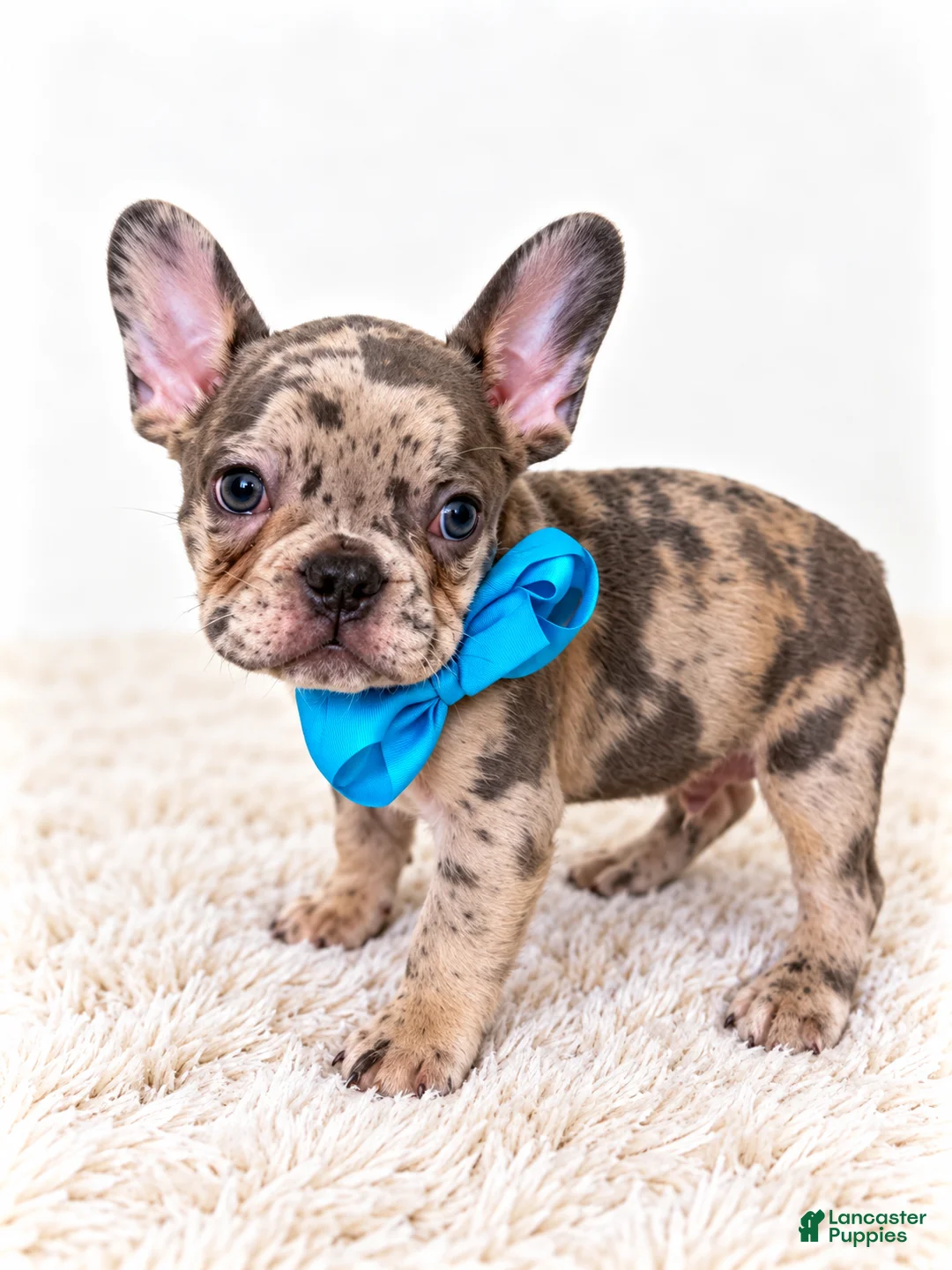 French Bulldog dogs for sale: Knox-AKC - Ad 2