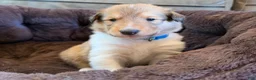 Collie dogs for sale: Dusty  - Ad 3