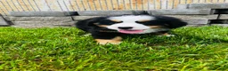 Bernese Mountain Dog dogs for sale: Remington - Ad 7