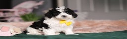 Miniature Poodle dogs for sale: Carson - Ad 4