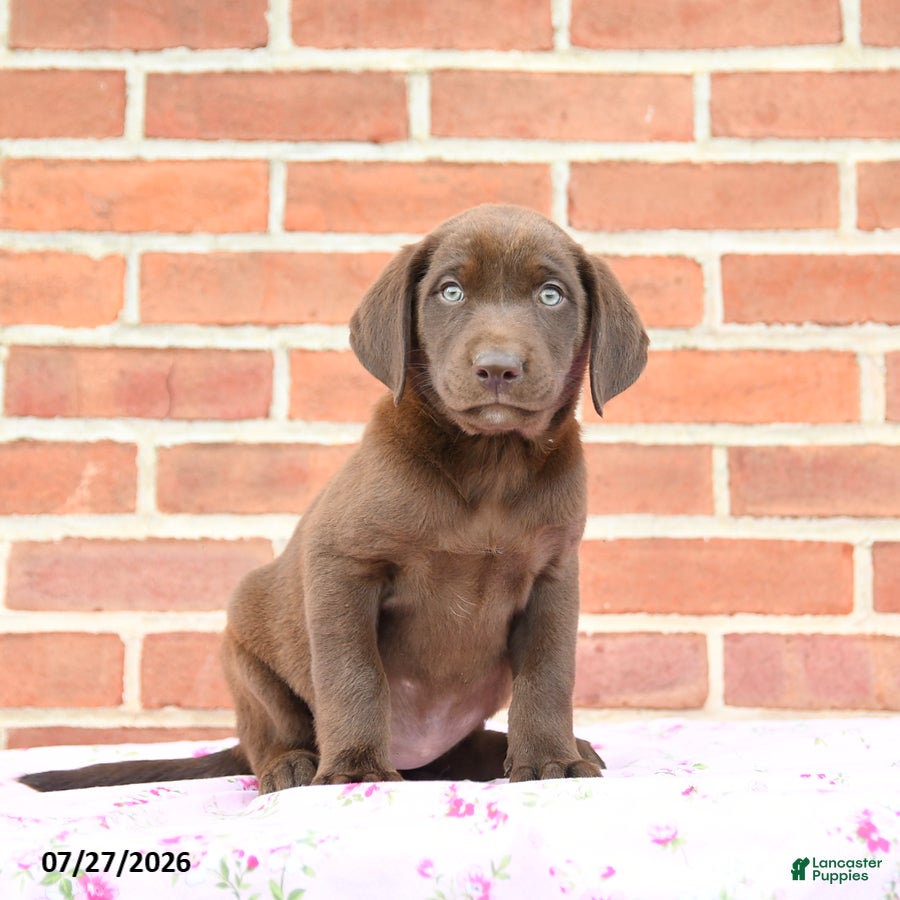 Labrador Retriever dogs Prairie - Ad 1