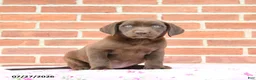 Labrador Retriever dogs for sale: Prairie - Ad 1