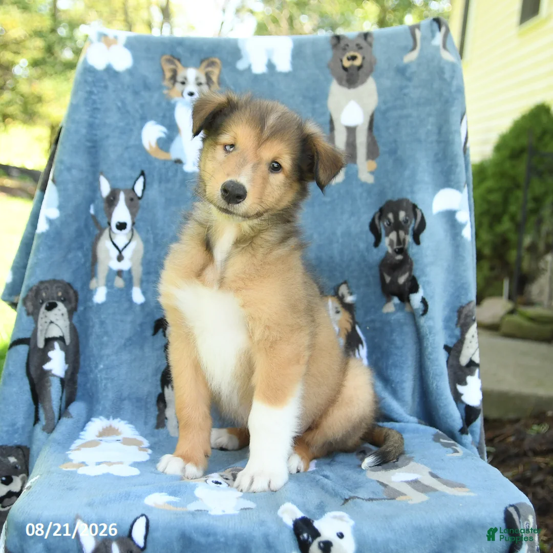 Collie dogs for sale: Oscar - Ad 2
