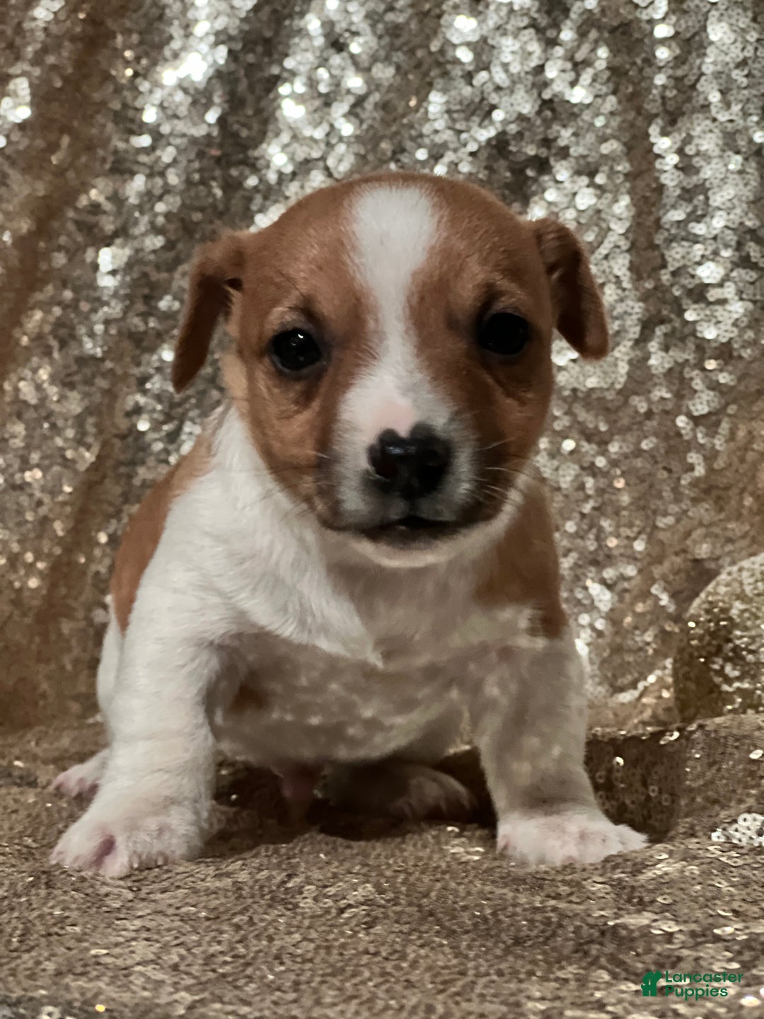 Jack Russell Terrier dogs for sale: Ace - Ad 2