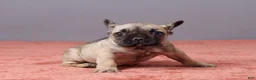 French Bulldog dogs for sale: Sophie - Ad 5