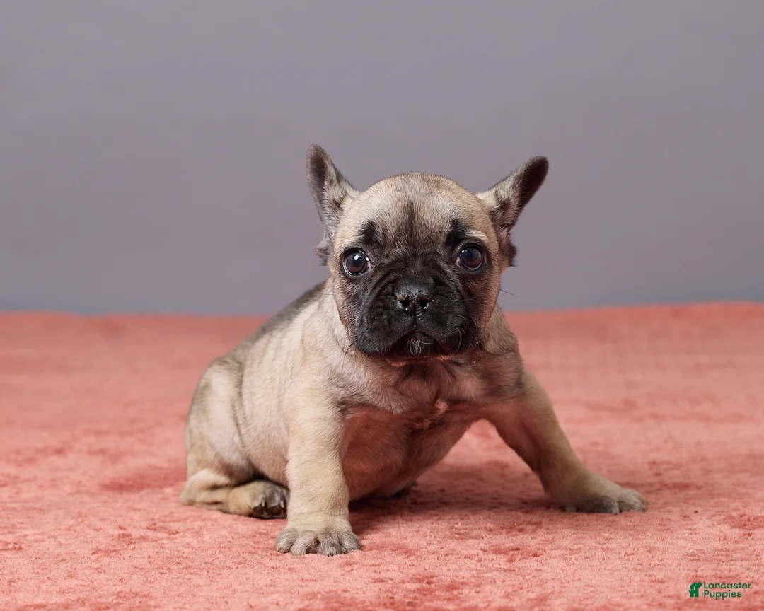French Bulldog dogs for sale: Sophie - Ad 5