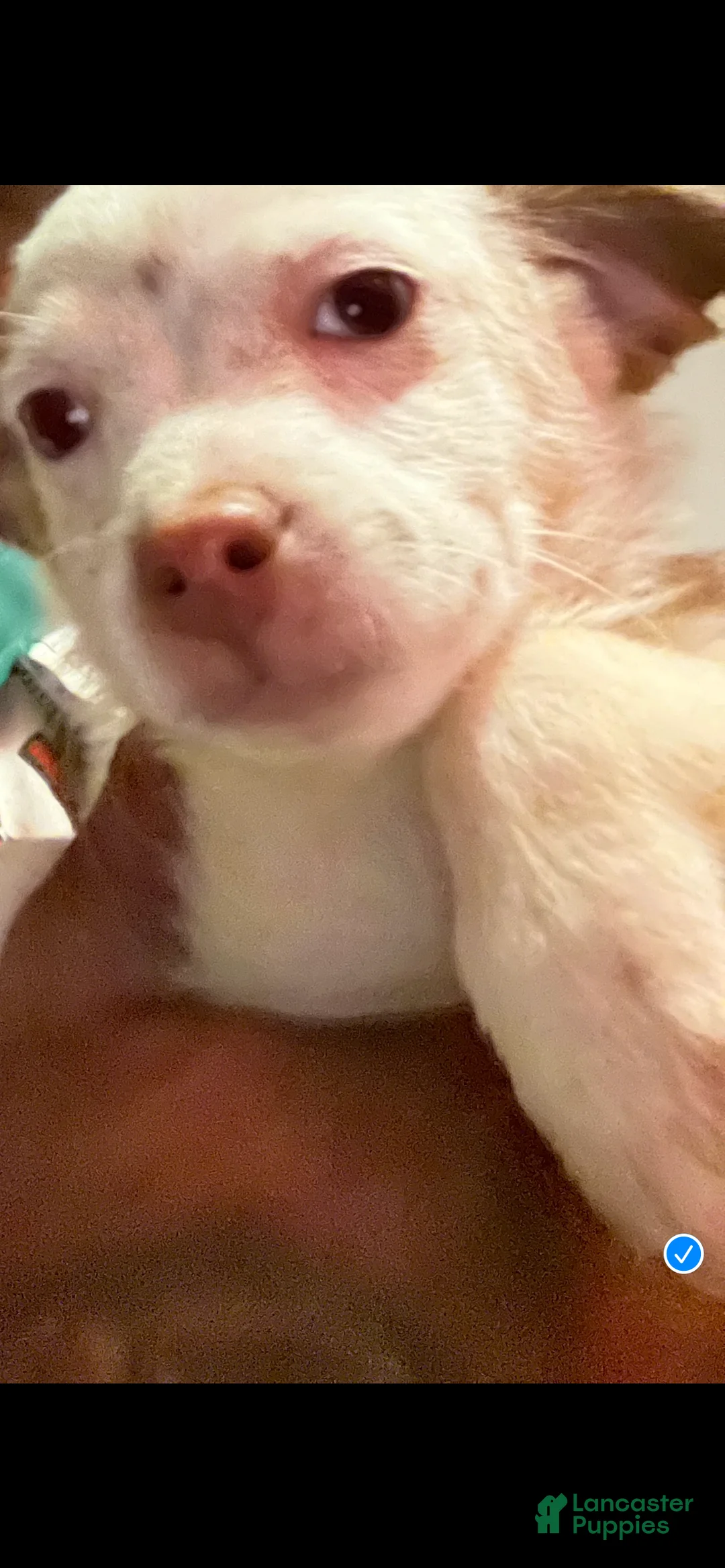 Chihuahua dogs for sale: Chihuahua Puppy 2 - Ad 2