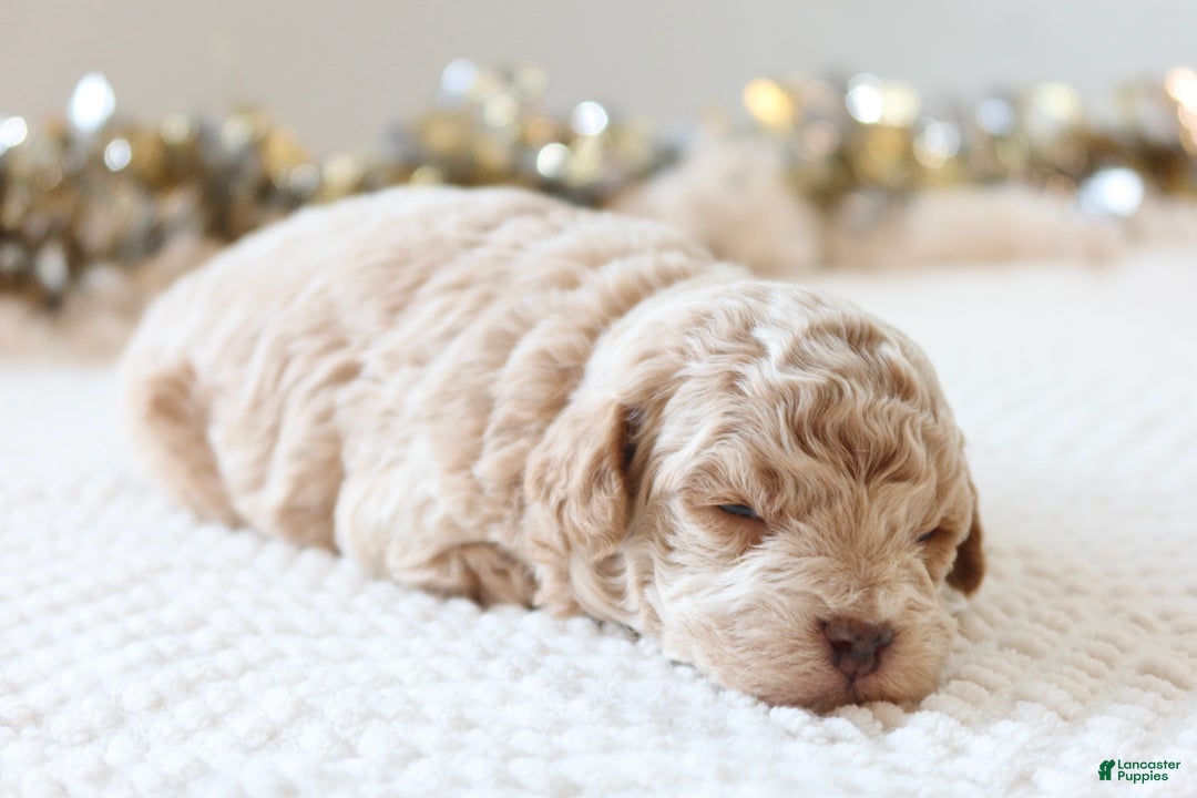 Toy Poodle dogs for sale: Jolly - Ad 6