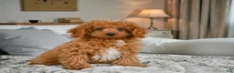 Cavapoo dogs for sale: LUCY - Ad 7