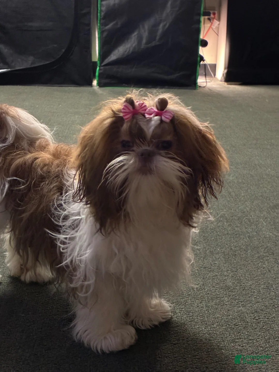 Shih Tzu dogs for sale: Shih Tzu Puppy 3 - Ad 2