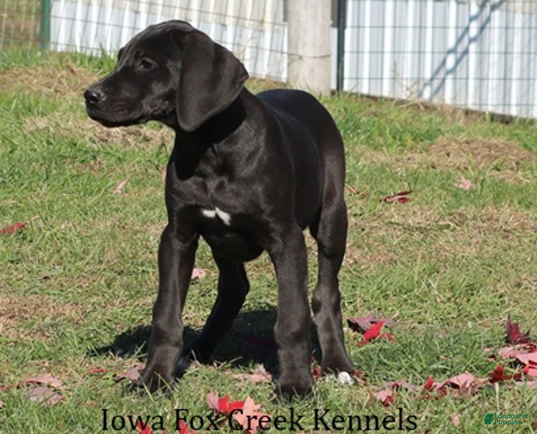 Great Dane dogs for sale: Great Dane Puppy 5 - Ad 7