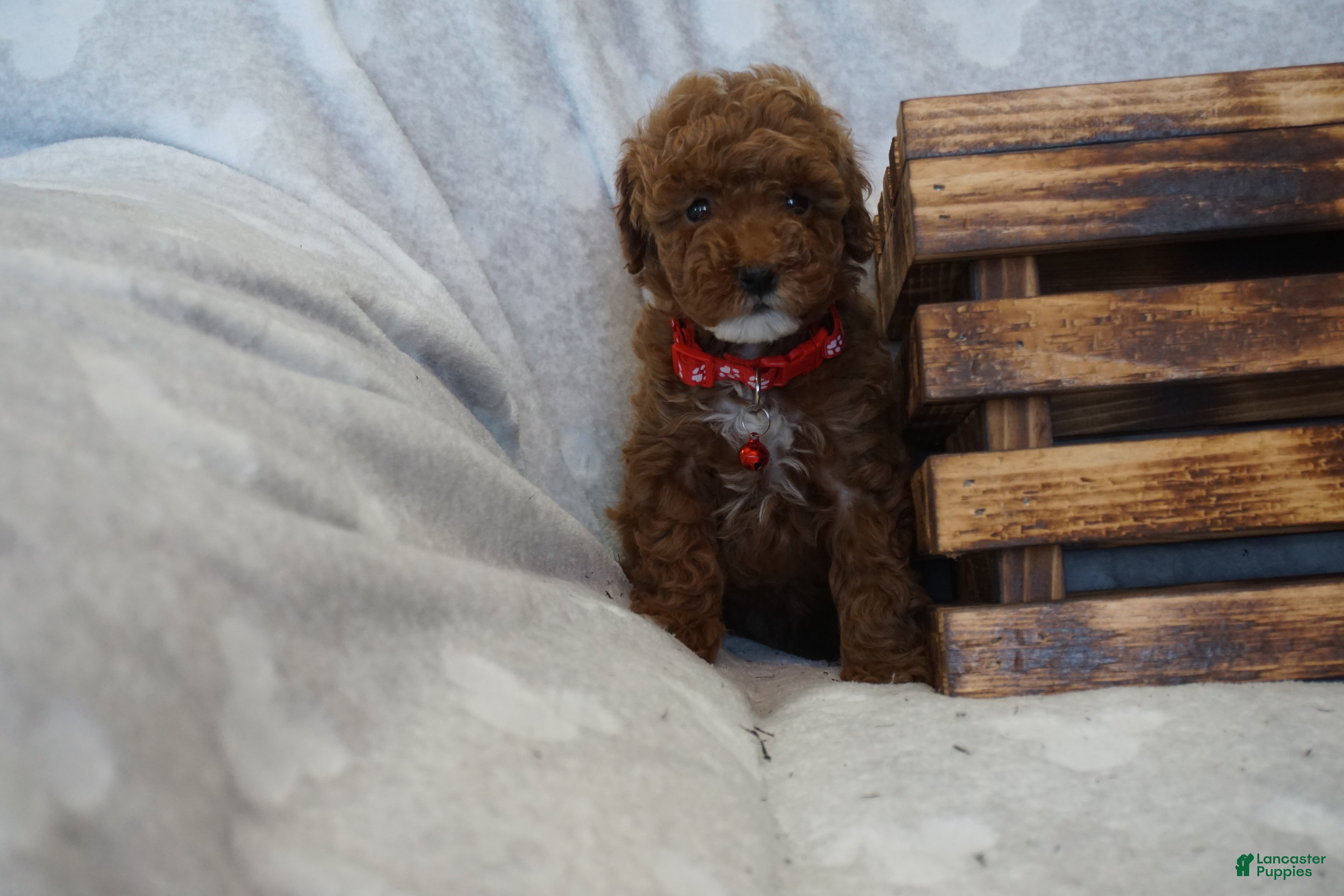 Miniature Poodle dogs Flora - Ad 1