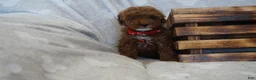 Miniature Poodle dogs for sale: Flora - Ad 1