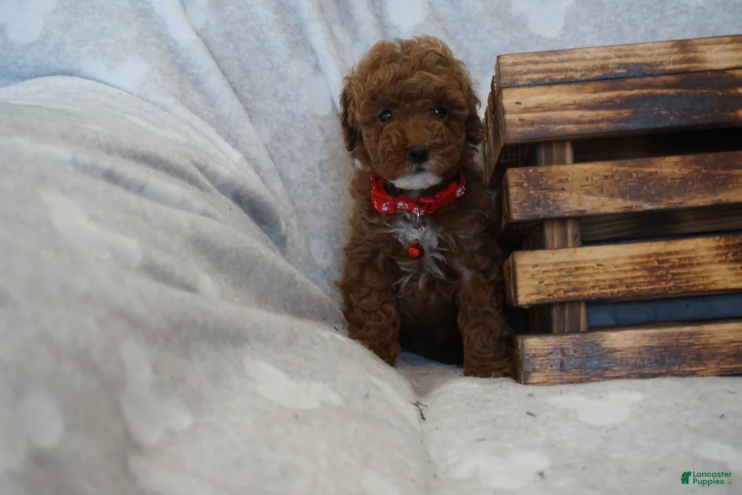 Miniature Poodle dogs for sale: Flora - Ad 1