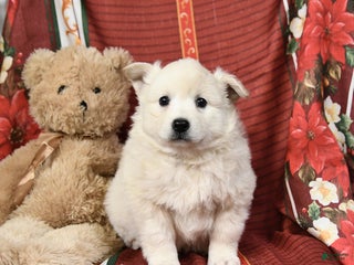 American Eskimo dogs Prince - Ad 3