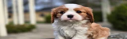 Cavalier King Charles Spaniel dogs for sale: Zack - Ad 4