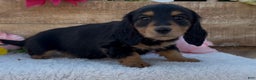 Miniature Dachshund dogs for sale: Miniature Dachshund Puppy 1 - Ad 3