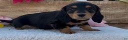 Miniature Dachshund dogs for sale: Miniature Dachshund Puppy 1 - Ad 3