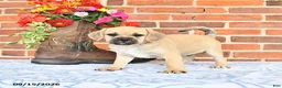 Puggle dogs for sale: Taylor - Ad 4