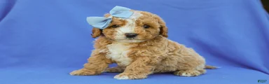 Ian Cavapoo F1B Pup