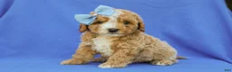 Cavapoo dogs for sale: Ian Cavapoo F1B Pup - Ad 1