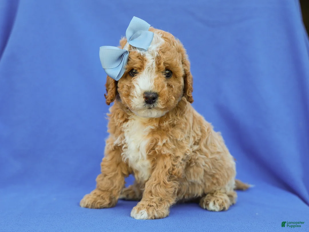 Cavapoo dogs for sale: Ian Cavapoo F1B Pup - Ad 1