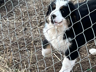 Bernese Mountain Dog dogs Bernese Mountain Dog Puppy 2 - Ad 21