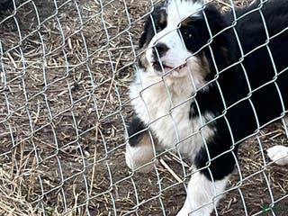 Bernese Mountain Dog dogs Bernese Mountain Dog Puppy 2 - Ad 2