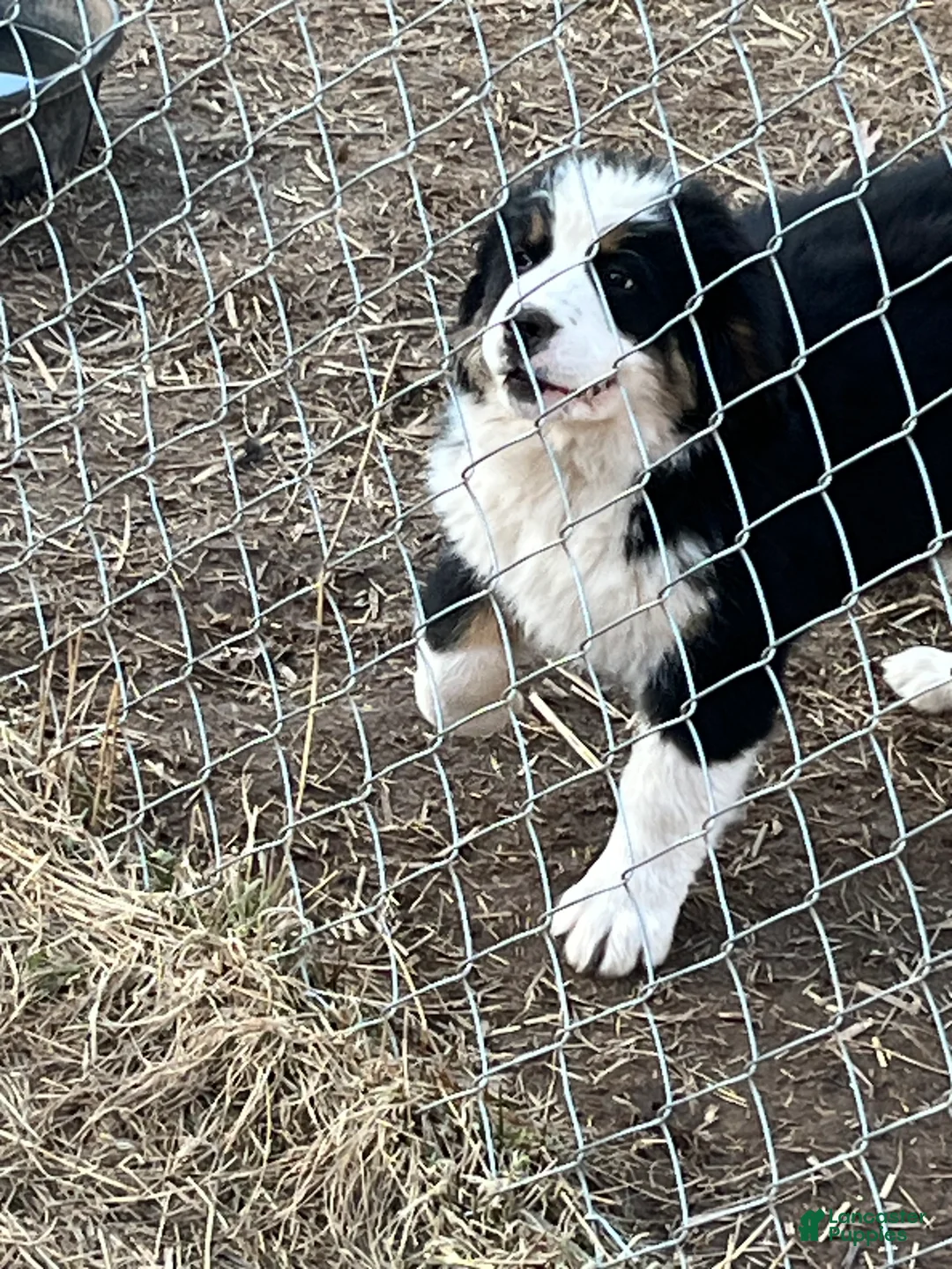 Bernese Mountain Dog dogs for sale: Bernese Mountain Dog Puppy 2 - Ad 1